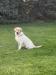Pups Dam:  Johnsonlabs Sweeter Than Sugar
