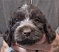 Last minute cancelation, one male puppy is available 
