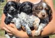 Babe (Available), Friendly (Available), Reese (Reserved)
