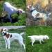 Tramp and Elsa and 2 pups from previous litters