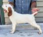 Pup from previous litter 