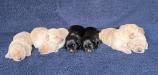Sleek x Vic&rsquo;s litter of 7.  Pictures taken at 10 days of age.