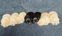 Pups:  Pictured at 10 days of age!