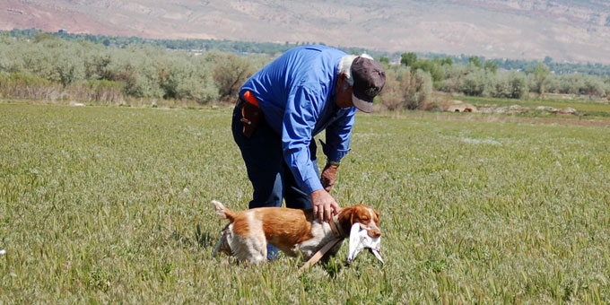 Dave Walker trains bird dogs using live birds