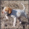 Bird Dog Puppies Bird Dog Puppies