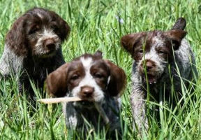 puppies for sale