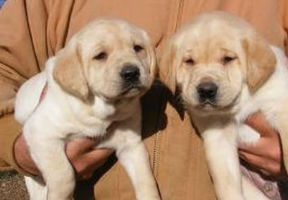 puppies for sale