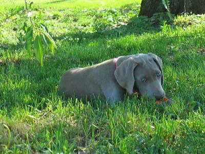 Colt x Liberty Litter