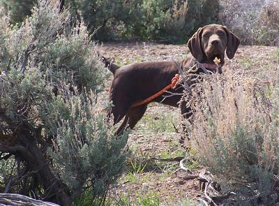 Solid Liver GSP Puppies