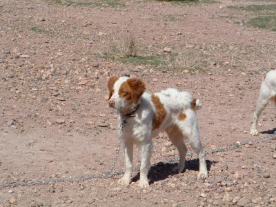 MasonRidge American Ride (Toby)