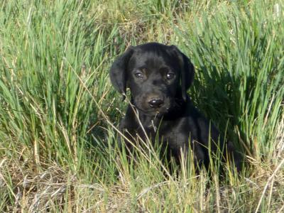 Solid Black GSP Puppy