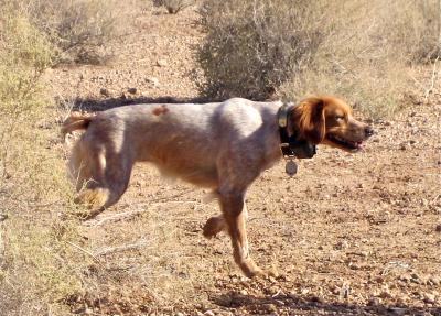 TAN VETESSA DE LA SAVANE ROUGE ON DULANTE MH