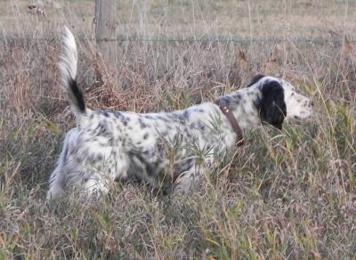 Platte River Bandit