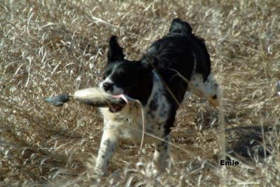 Ten Bar Ranch Ember