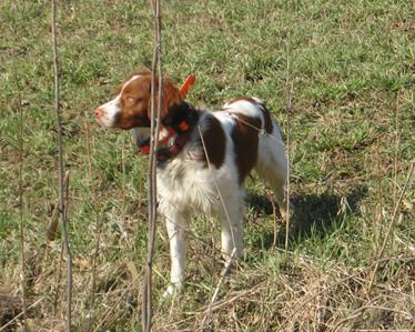 Remington Mazeppa Bantam