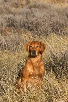 HRCH Wasatch's Golden Spike