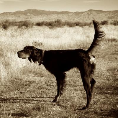 Tallgrass Pistol Pete