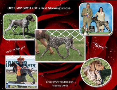 AKC/Int'l CH / UKC UWP GRCH KDT's First Morning's Rose