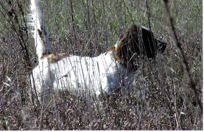 Scott's Chessie