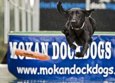 HRCH UH Wind Wagons Delaware River Retriever (Della)