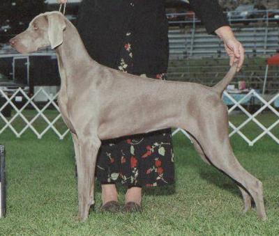 CH Graysong's Dancing Isadora, JH  (Izzy)