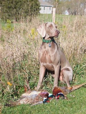 GCH, CH Graysong's Ace In The Hole, JH  (Gunner)