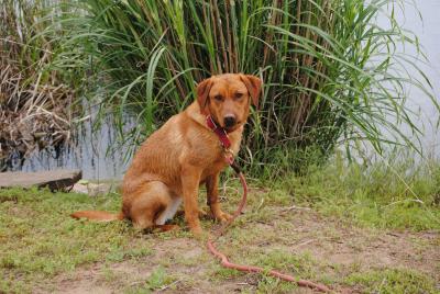 MPK MISSOURI MUDDY PAW GINGERSNAP