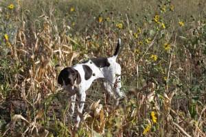 Best Gun Dogs Luke