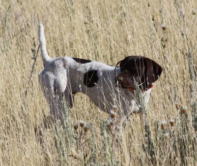 Best Gun Dogs Ruby