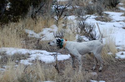 Best Gun Dogs Emma