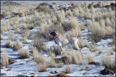 CH Idaho's Lucky Strike