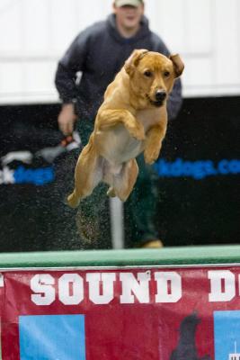 HAAS FAMILY RETRIEVERS' JIMMY Worldwide Championship Competitor Dock Dogs Senior, Turbo Titles