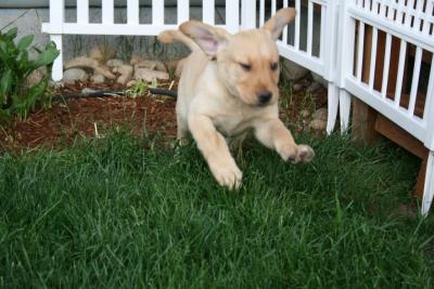 REBEL'S HUNTER OF WASATCH (1100 birds retrieved in 1 yr)  x MOOSEHEAD ALL RILED UP Field Dog & Master Sonic Cadet World Championship Competitor Dock Dogs  (4/1/2008-)