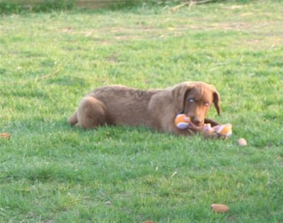 Lacey and Charlie pups