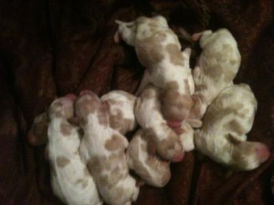 Bella's Litter