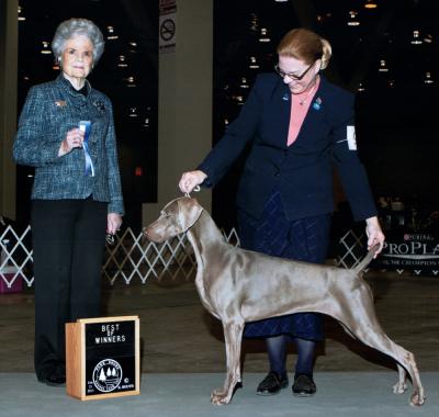 GCH Graysong's Mover N Shaker, JH (Reagan)