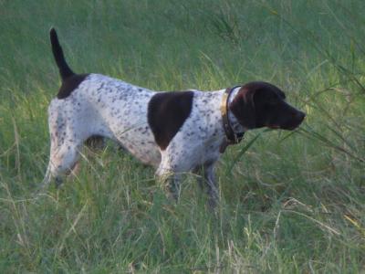 Anderson Ranch's Clown N Around (Dixie)