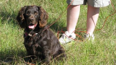 Boykin Stud Dog