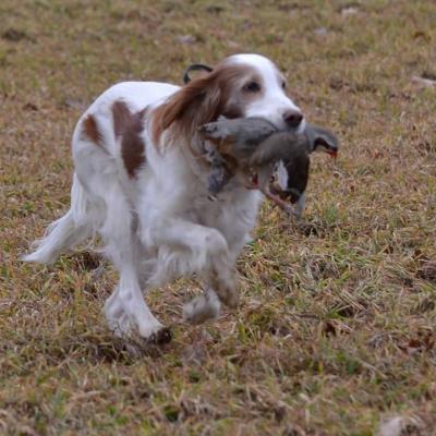 GCH CH Blue Chip Emerald of Shandon JH CGCA (Emerald)