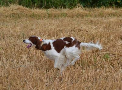 GCH CH Dalriach Pollyanna (Pollyanna)