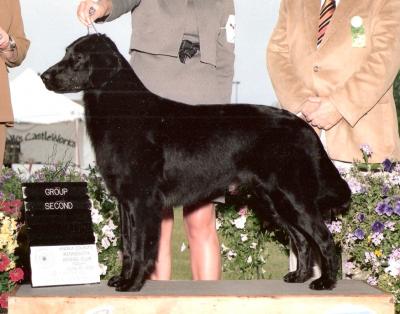 Bronze GCH CH Heirborn Told You So