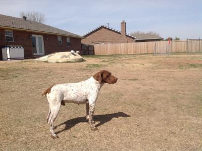 Quail Valley's Rex