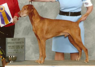 MBISS GCH DC AFC Remek's Red Storm Rising