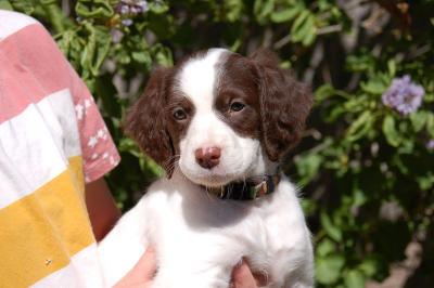 Annabella's Annie Oakley