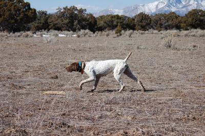 Best Gun Dogs Dixie