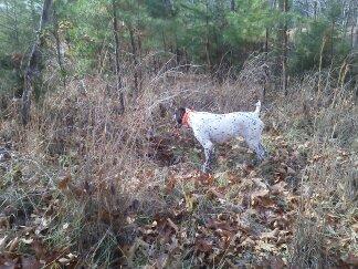 Clear Creek Benelli