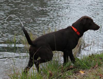 Nichols Marsh On The Scout