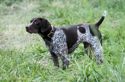 Ruffon's Razorhaven's Ruby. Two Time Champion