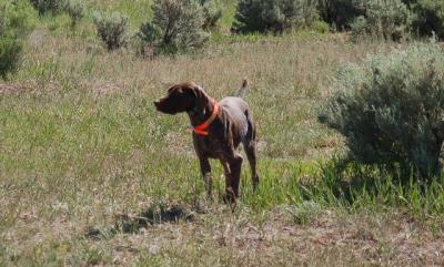 Best Gun Dogs Sadie