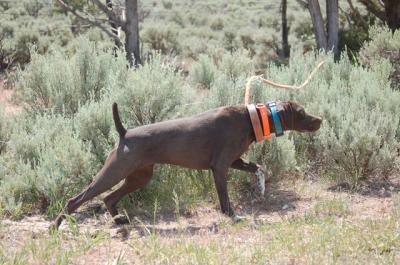 Best Gun Dogs Willow